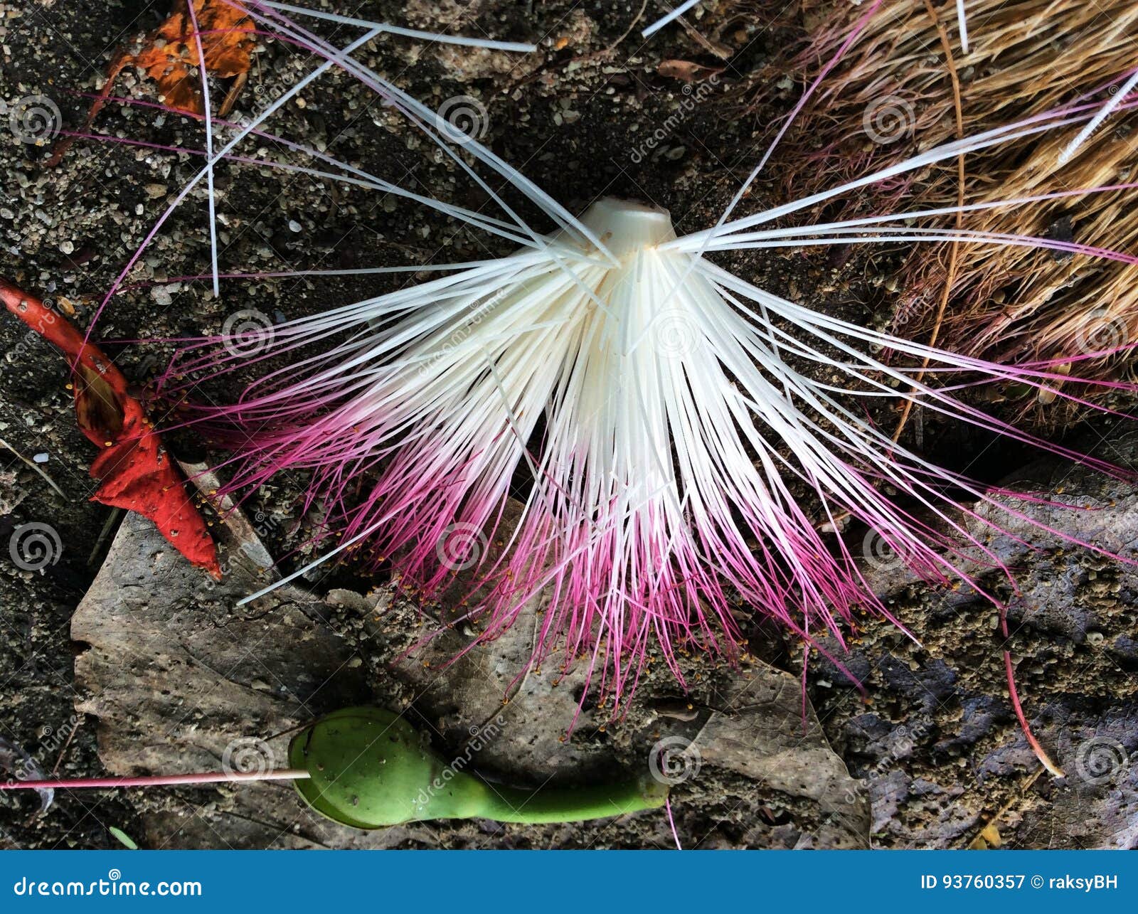 Fairy Duster Flower in the Sand Stock Image Image of arizona, beach