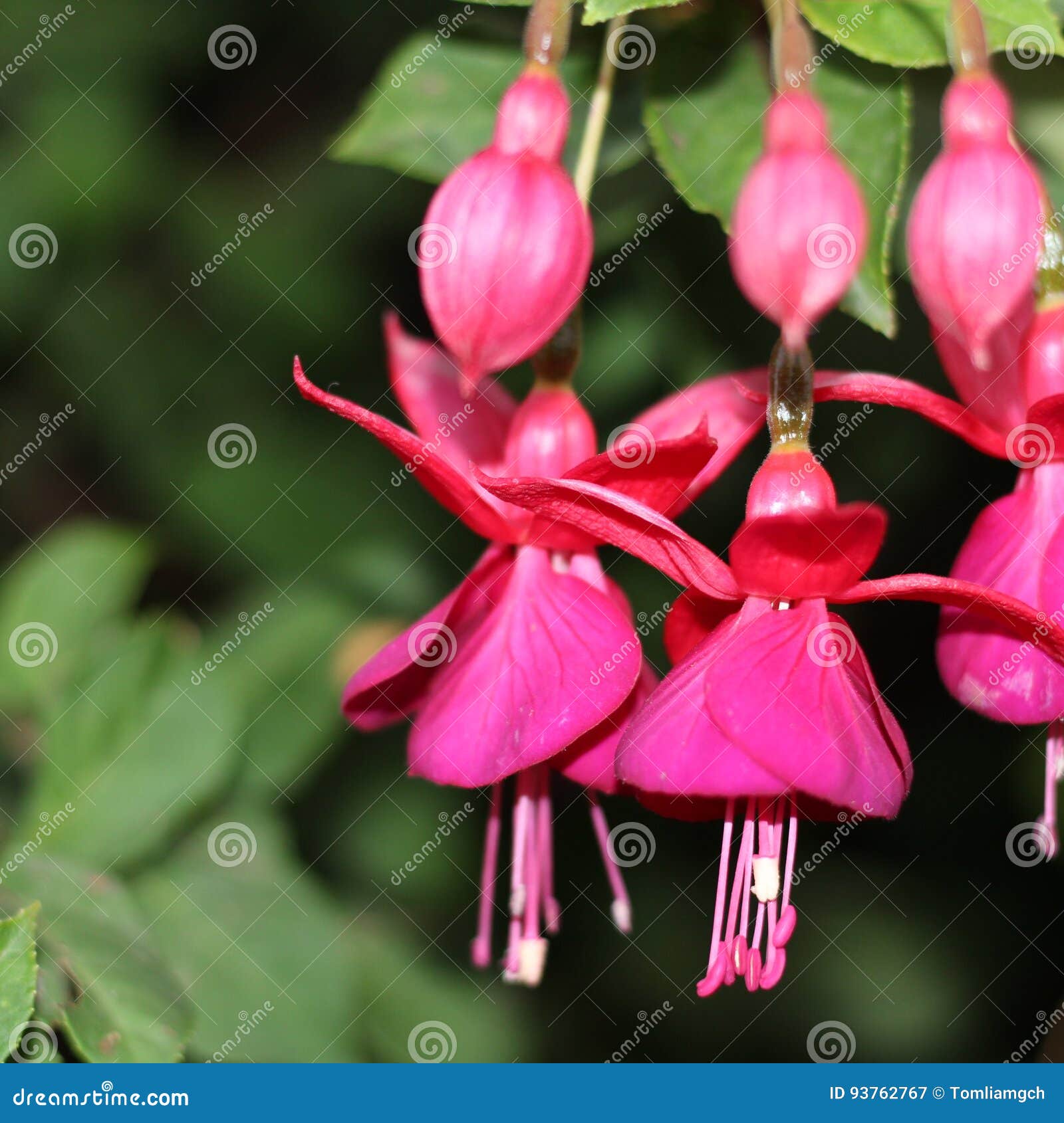 fairy flowers