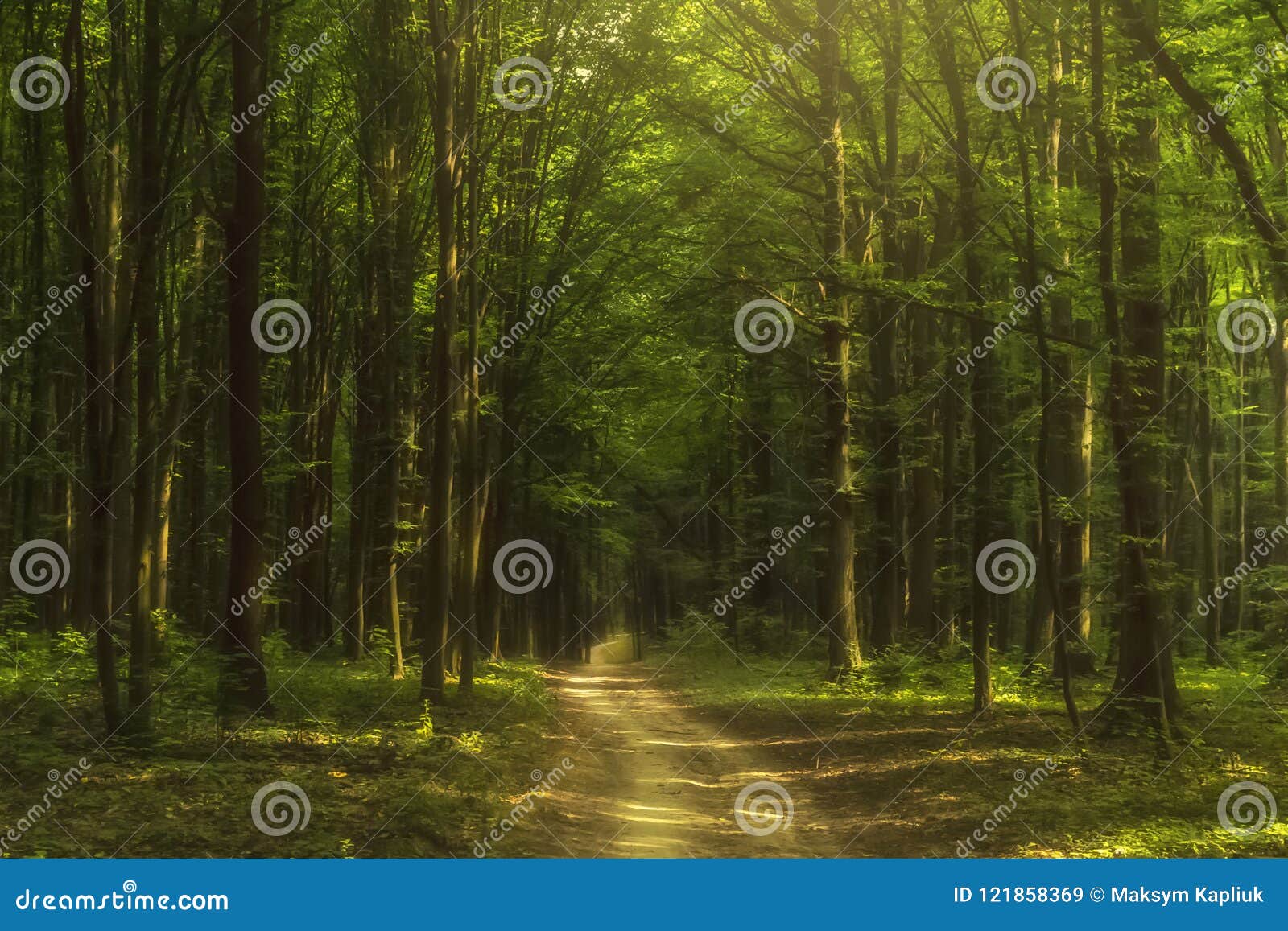 fairy forest at sunrise. green trees wit a fog. mystery background.