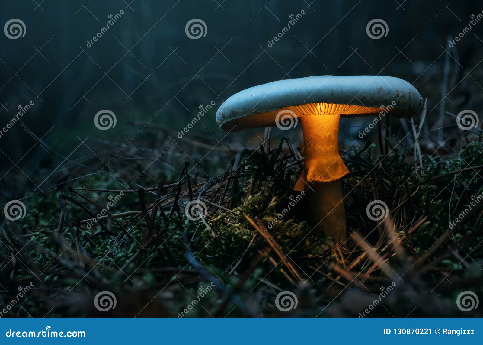 fairy, glowing mushroom in the forest