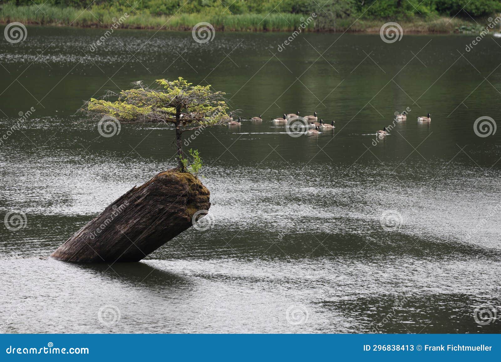 Fairy Lake Bonsai Tree (Vancouver Island) Canada Stock Image Image of beautiful, iconic 296838413