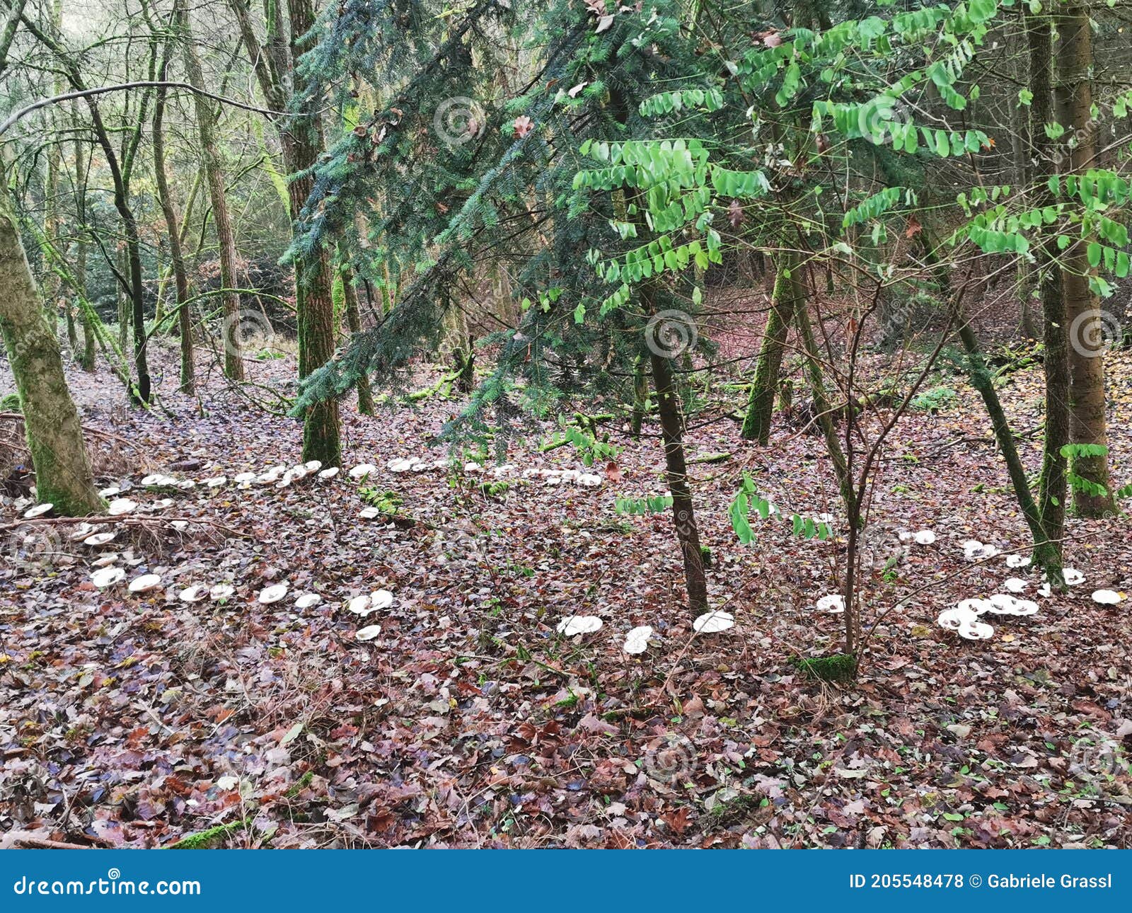 Fairy ring in a forest stock photo. Image of forest 205548478