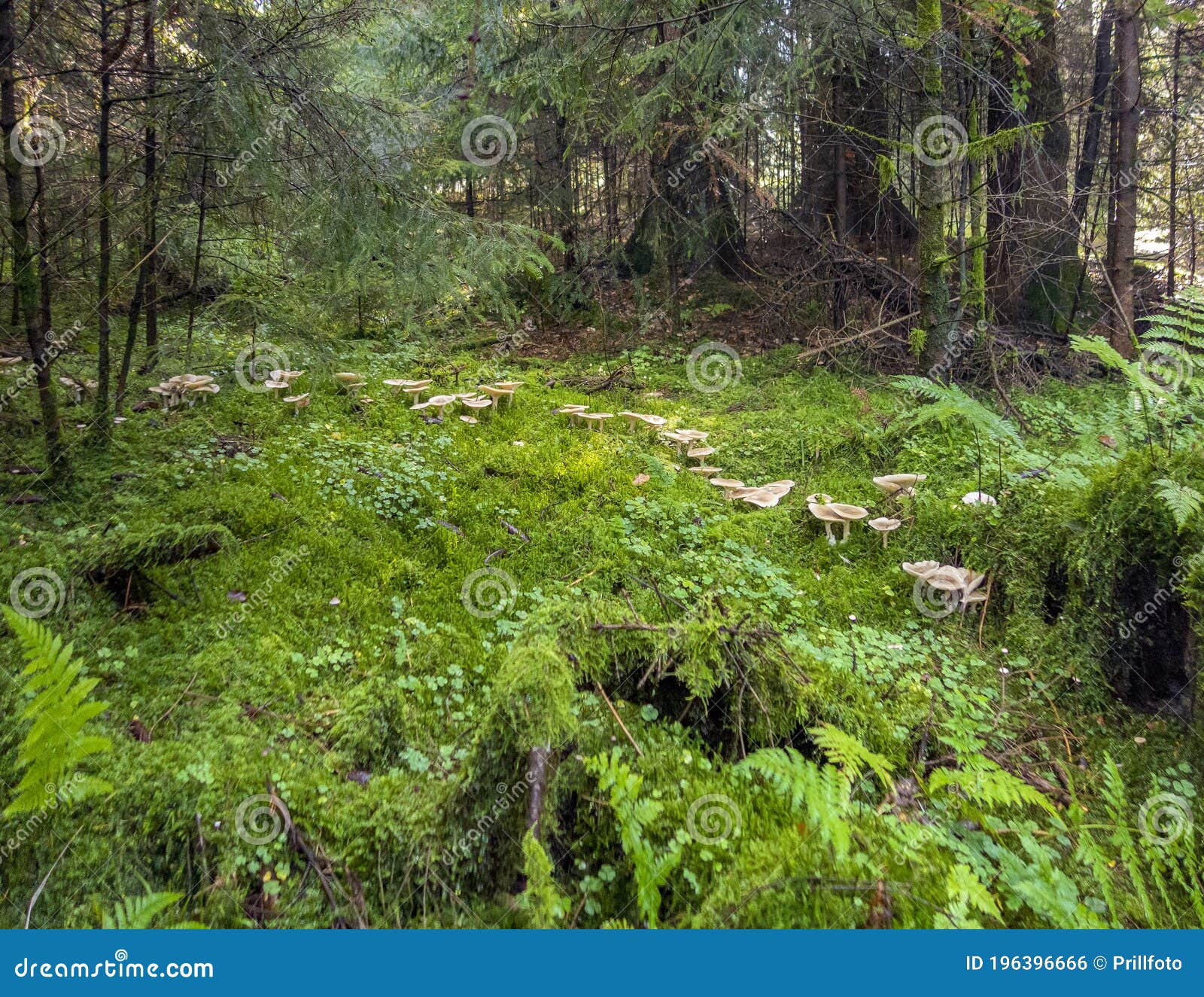 Fairy ring in a forest stock photo. Image of botany 196396666