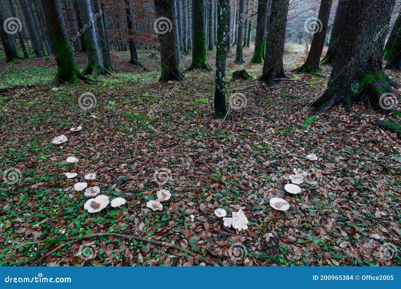 Suillus species- Slippery Jack et al. | Tall trees and Mushrooms