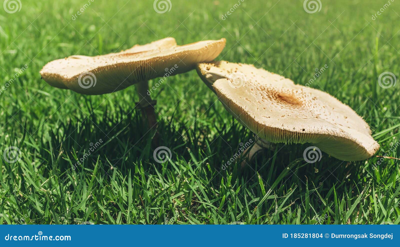 Fairy Ring Mushrooms Growing on Green Grass Field Stock Photo Image of food, field 185281804