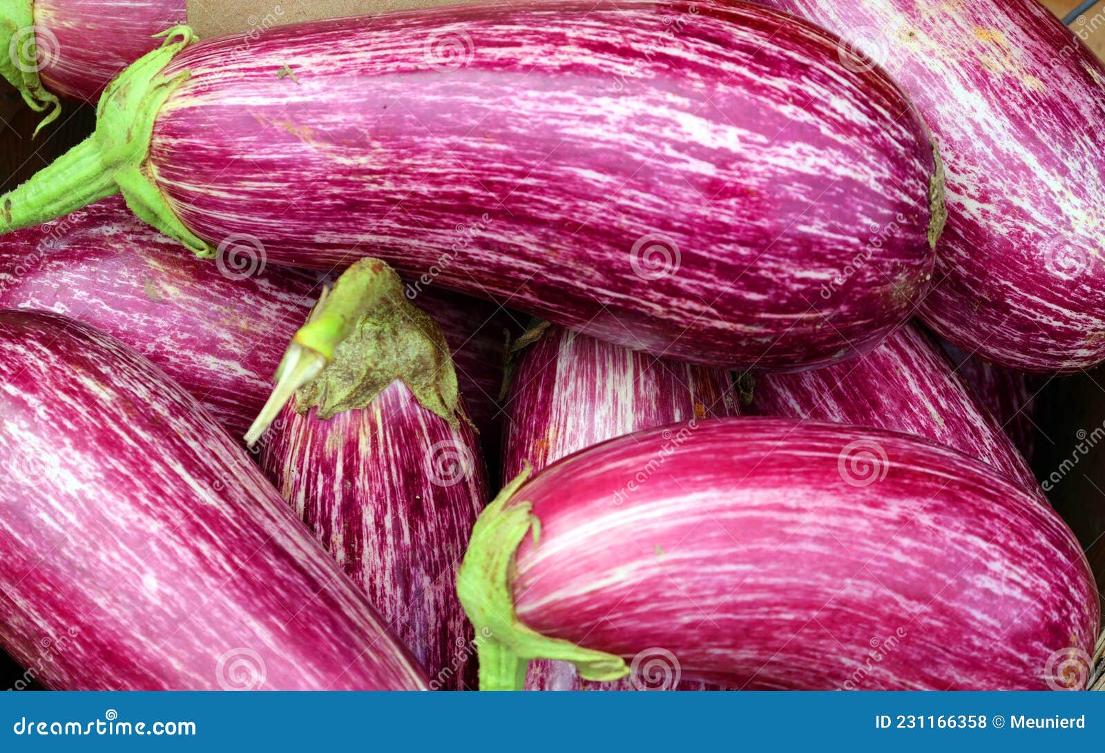 Fairy Tale Eggplants, it’s an Extra Bonus. Stock Photo Image of