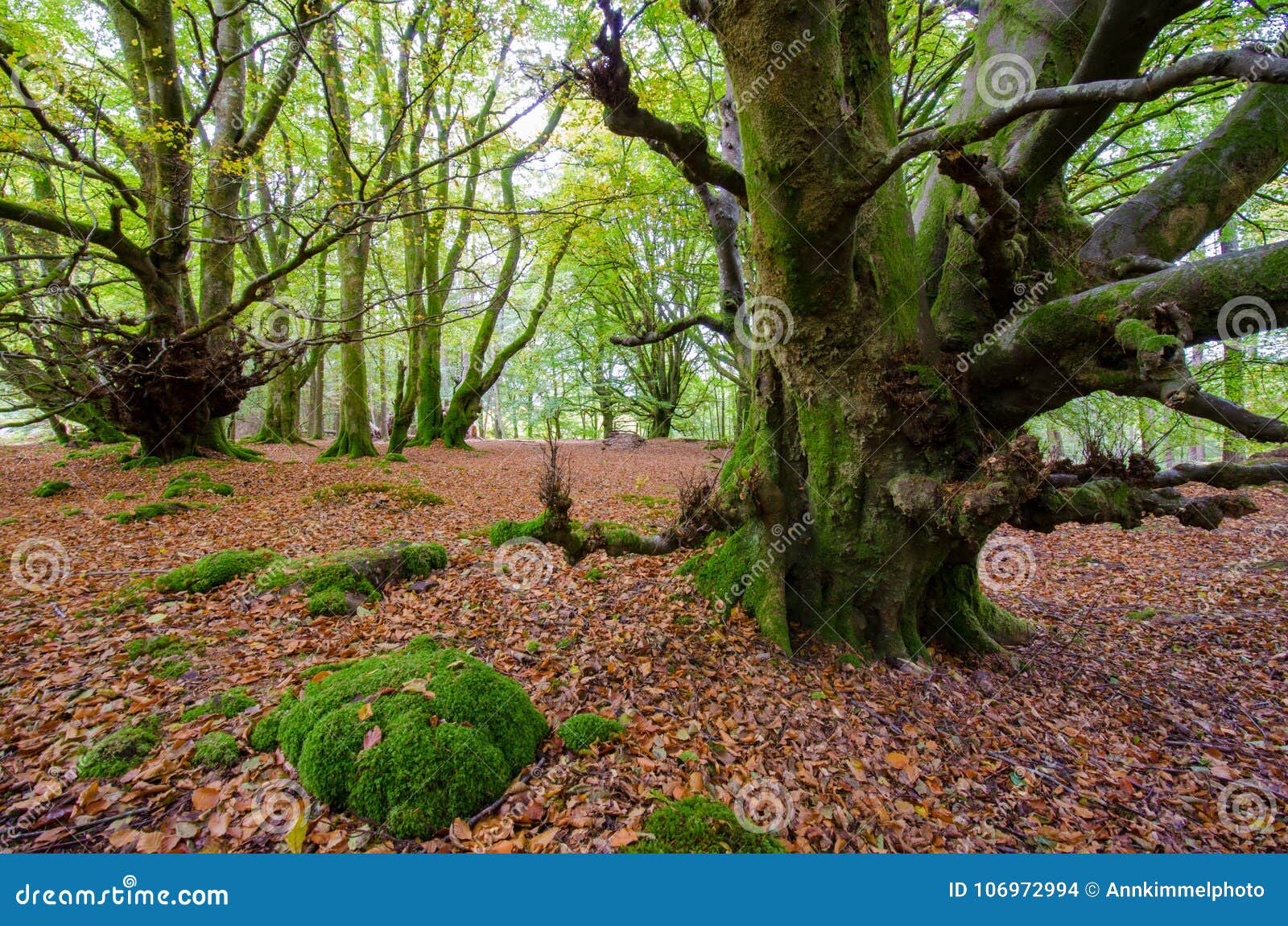 Fairy Tale Forest in Scottish Highlands Stock Photo - Image of fright ...