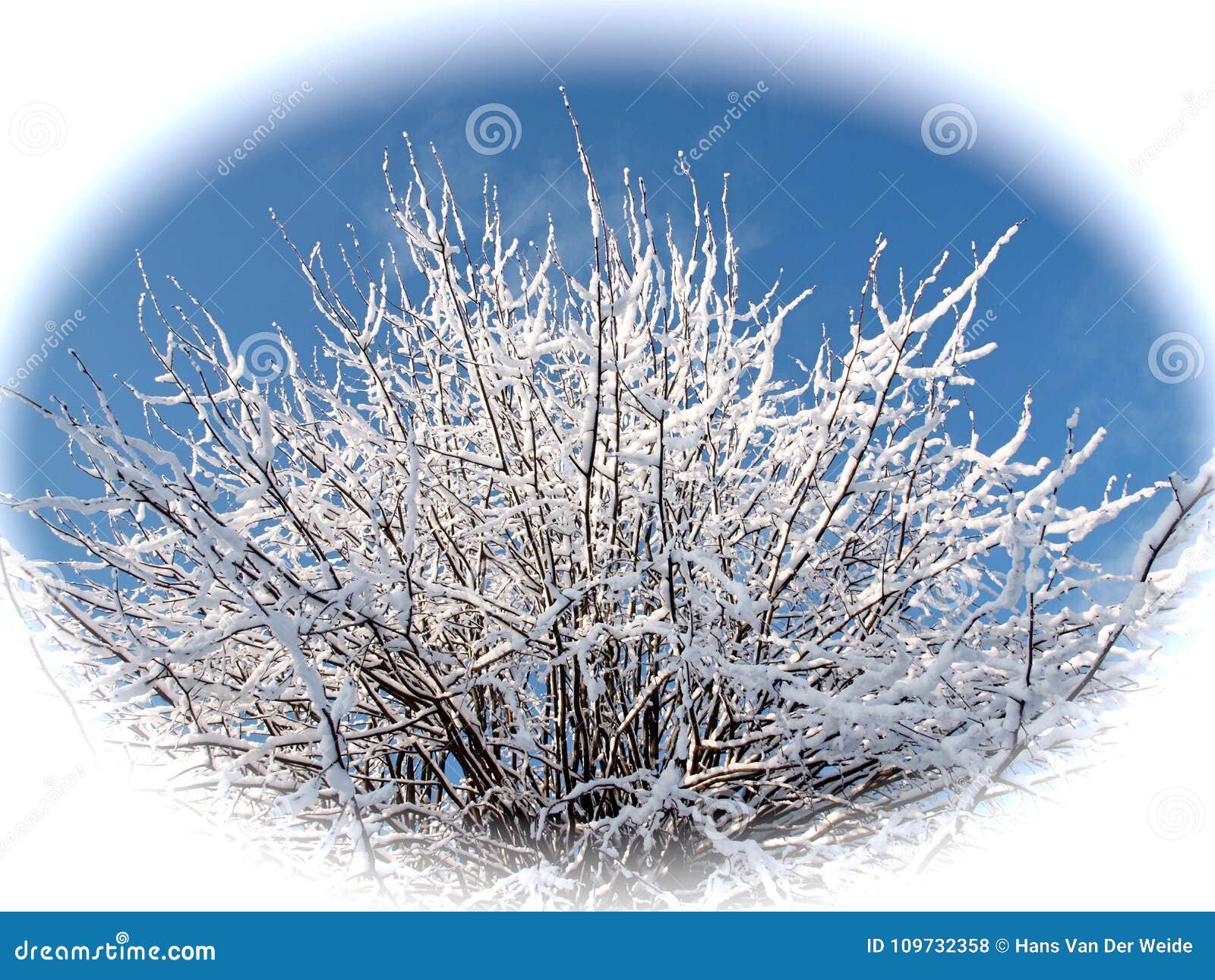 Fairy-tale Snowy Branches of a Lime Tree Against Blue Sky in White