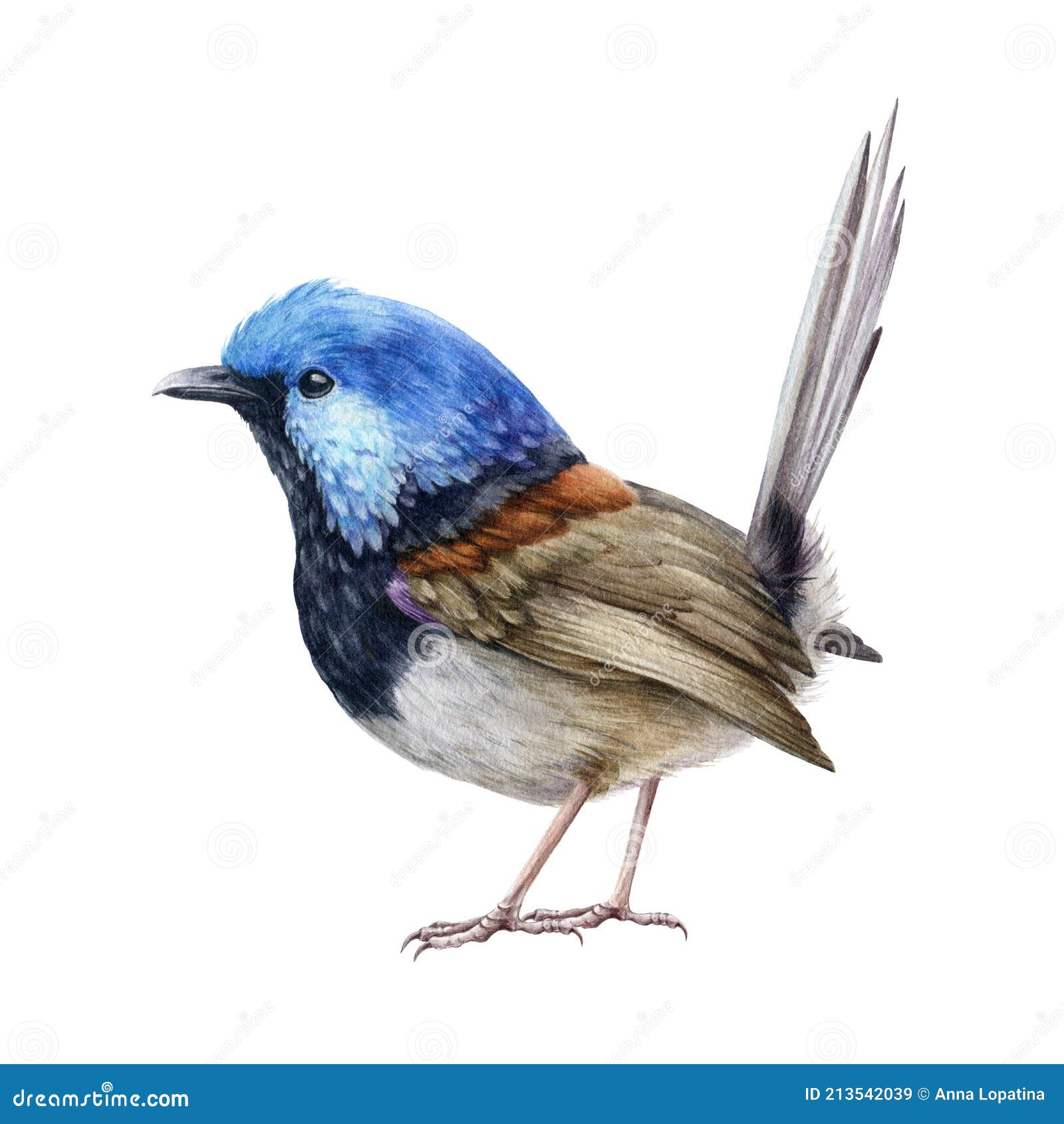 fairy-wren bird bright . australian songbird fairy wren. bright small avian watercolor image. wildlife