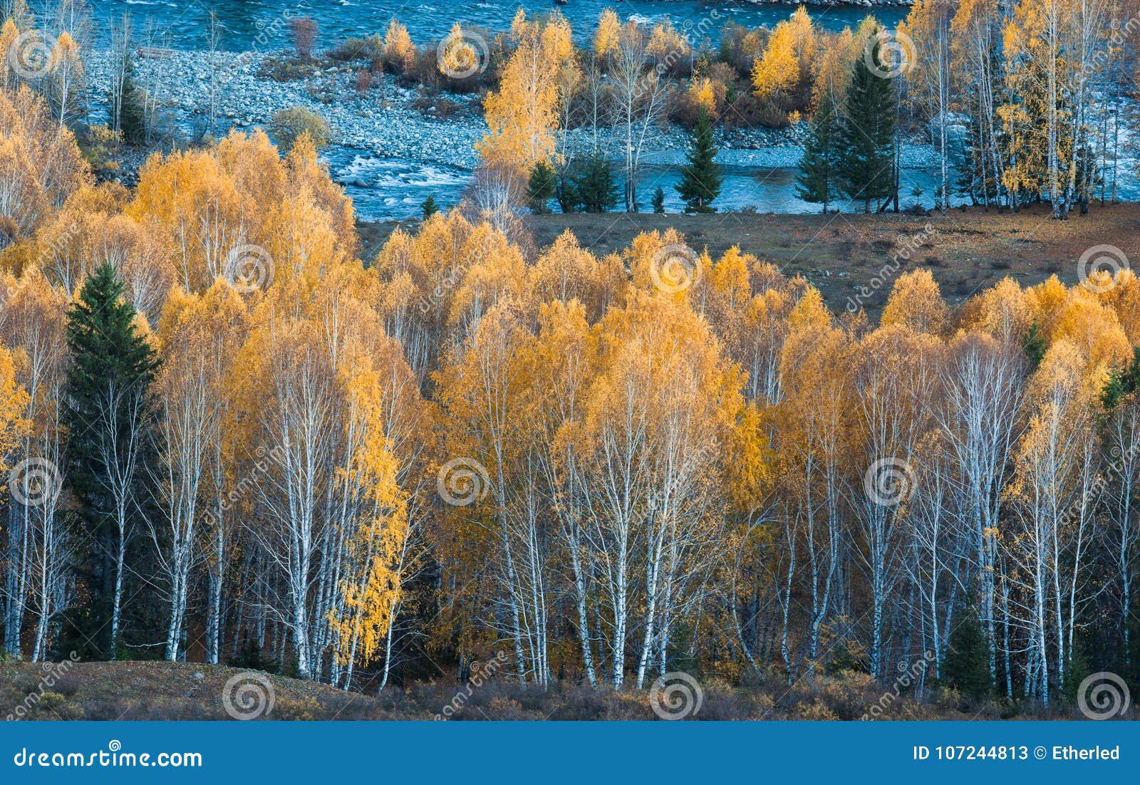 fairyland autumn birch forest