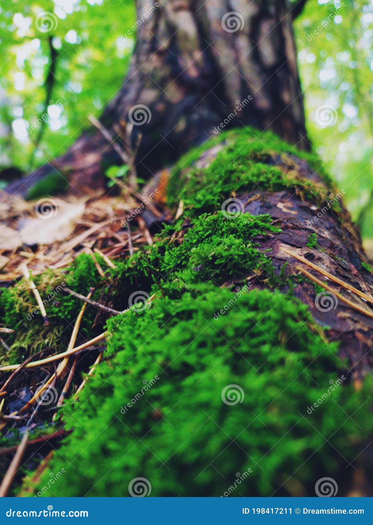 fairytail, russian forest