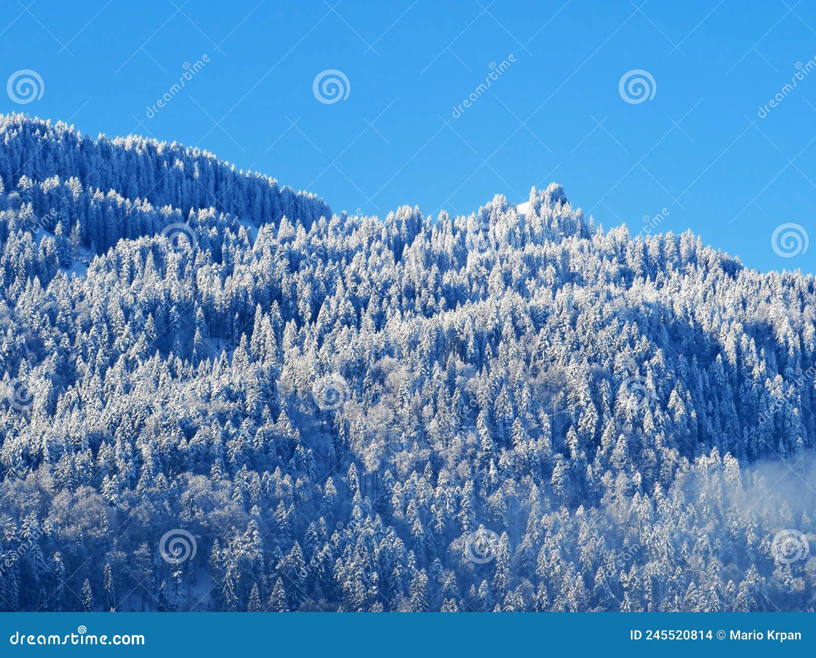 fairytale alpine winter atmosphere and snow-covered coniferous trees on the mountain peak blÃÂ¤ss chopf blaess chopf or blass chopf