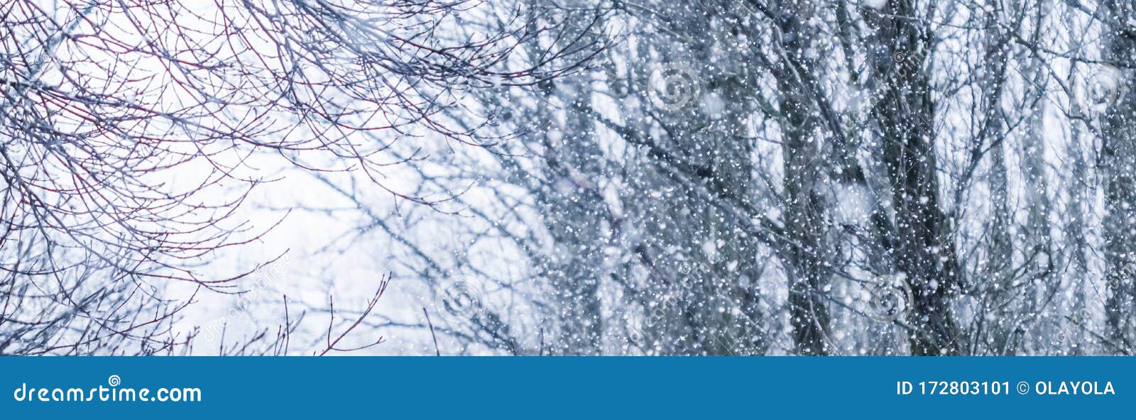 Snowing landscape, winter holiday concept - Fairytale fluffy snow-covered trees branches, nature scenery with white snow and cold weather. Snowfall in winter park. Soft focus