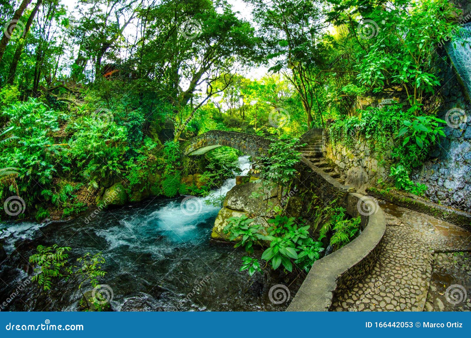 fairytale landscape in  the forest