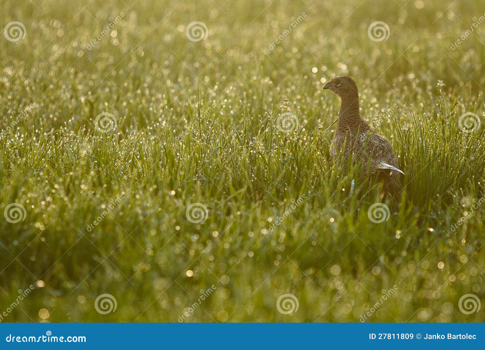 Faisán femenino imagen de archivo. Imagen de hembra, caza - 27811809