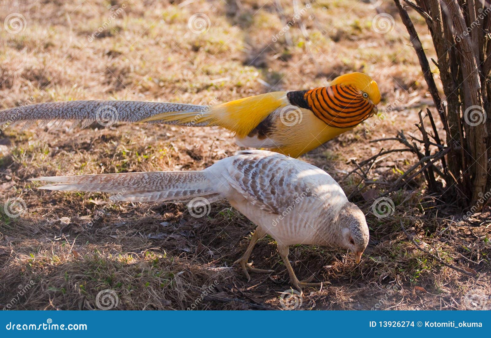 Faisán de oro magnífico. Faisán magnífico hermoso, en la alineada coloreada. Pictus del Chrysolophus