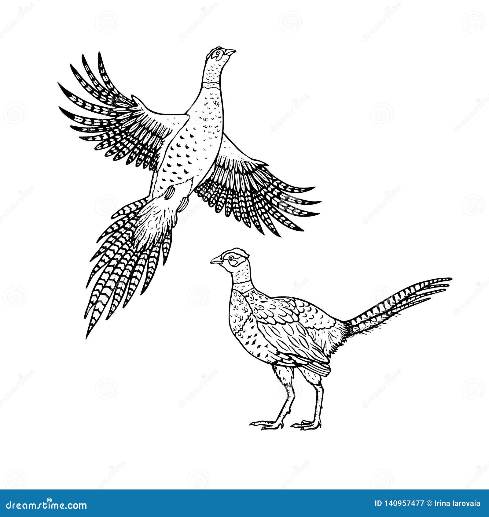 Faisão Tirado Mão Estilo Linear a Lápis Desenho Do Vetor Ilustração do