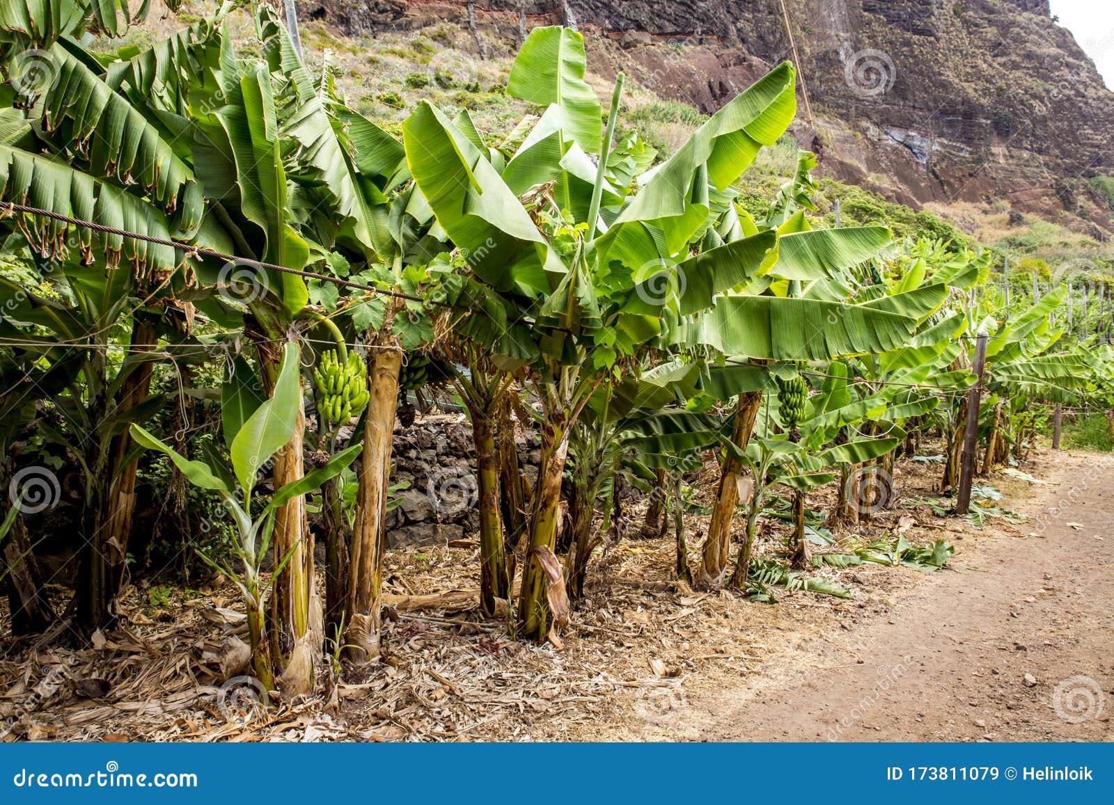 fajÃÂ£ dos padres  faja dos padres in madeira island, portugal