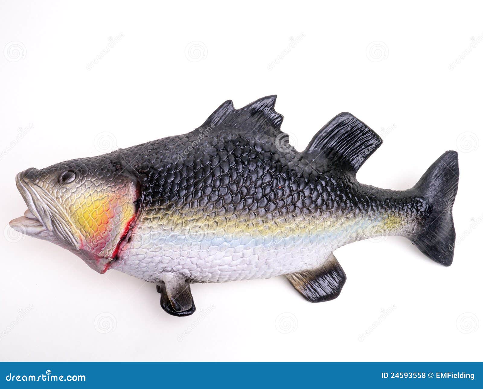 Fake Rubber Bass Fish stock photo. Image of catch, jokes - 24593558