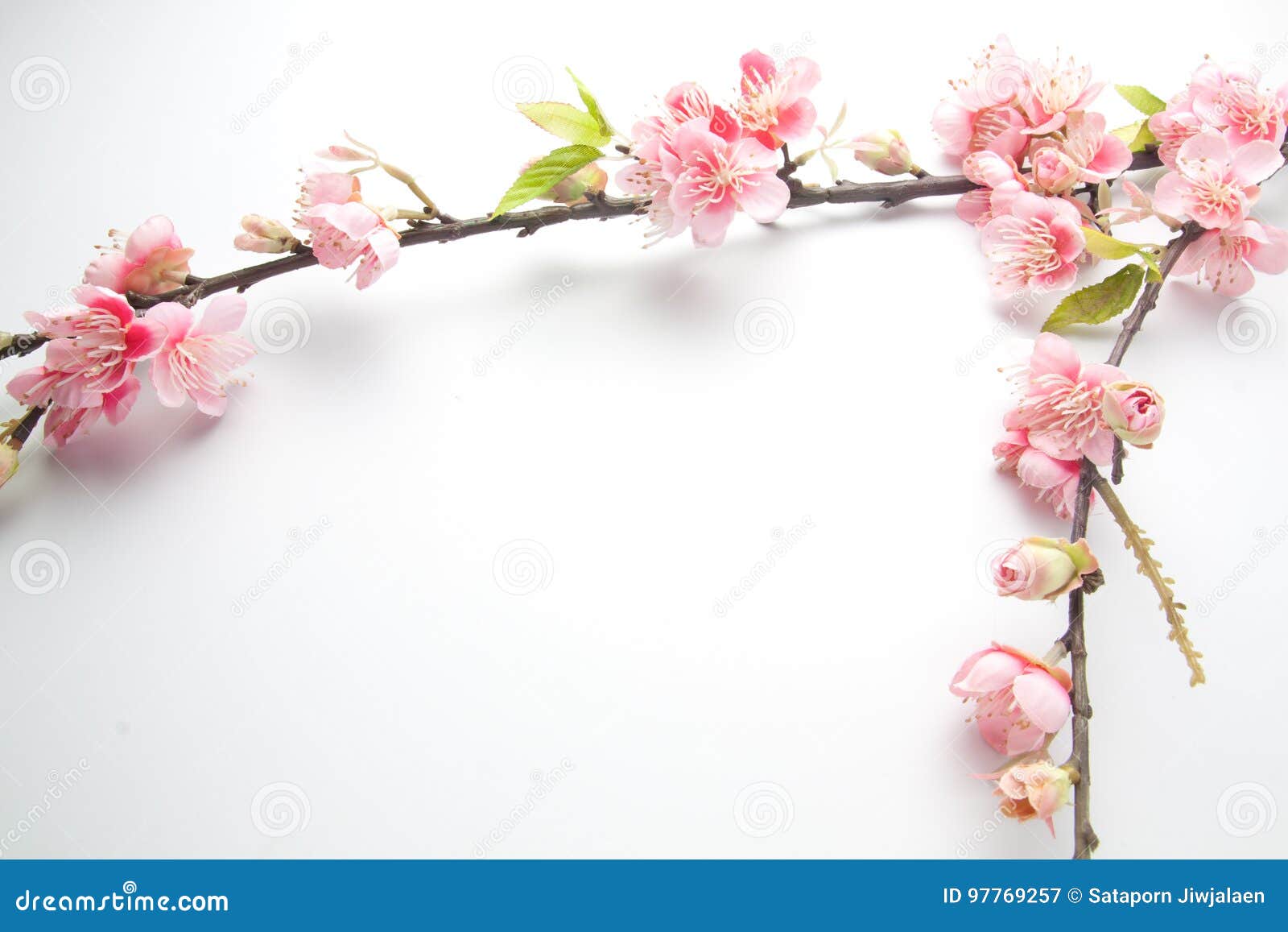 Fake Sakura Blossom on White Stock Image Image of sakura, space 97769257