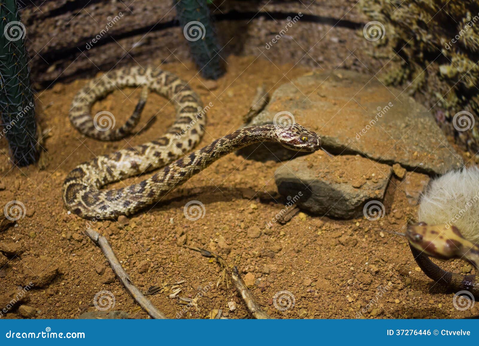 Fake Snake Royalty Free Stock Image Image 37276446