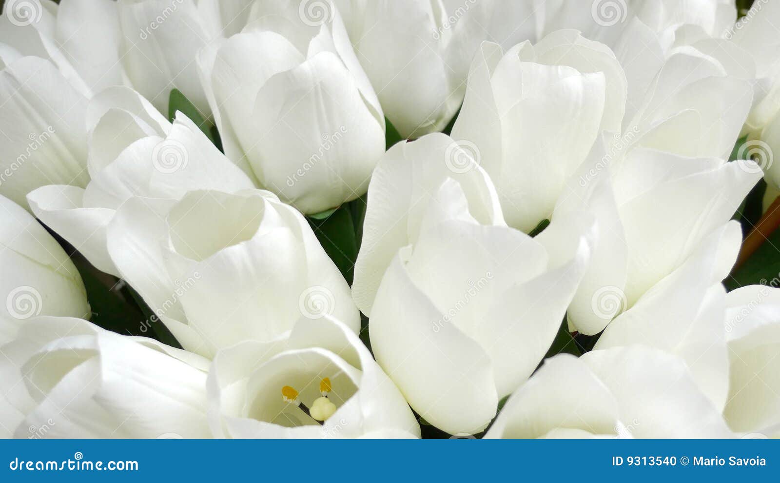 Fake white tulips stock photo. Image of flower, display 9313540