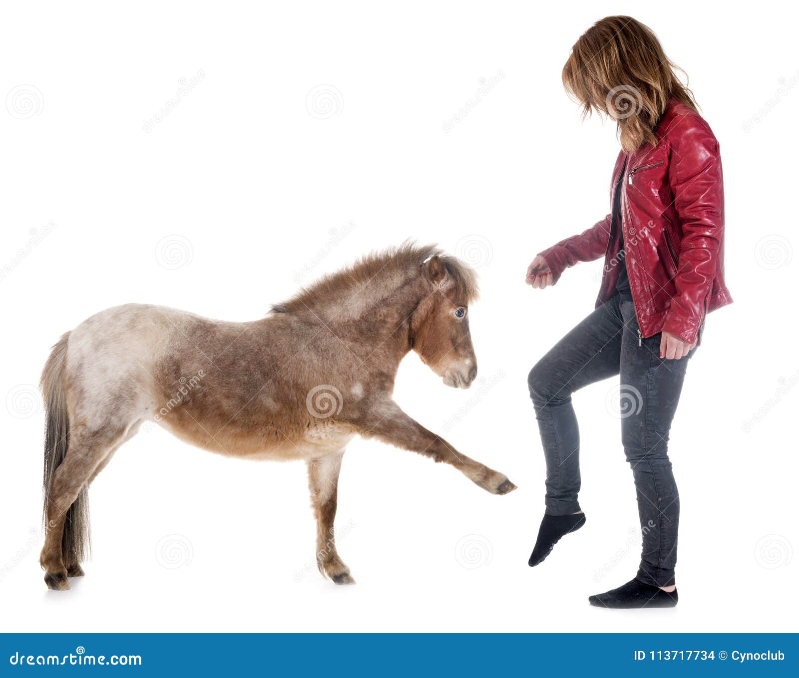 Falabella Miniature Horse And Girl Stock Photo Image Of Miniature Stroking 113717734