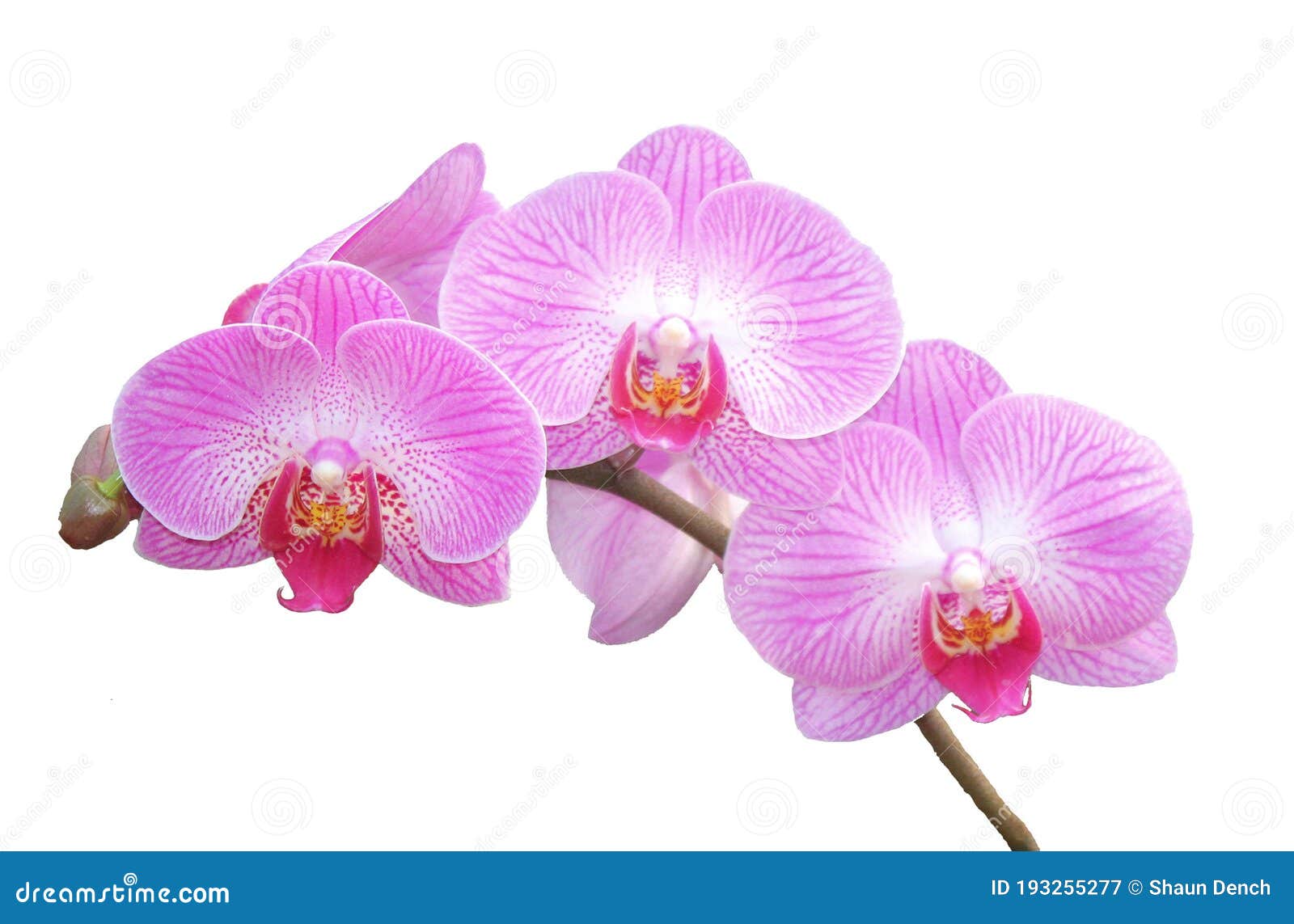 Orquídea Vectores Iconos Gráficos y Fondos para Descargar Gratis