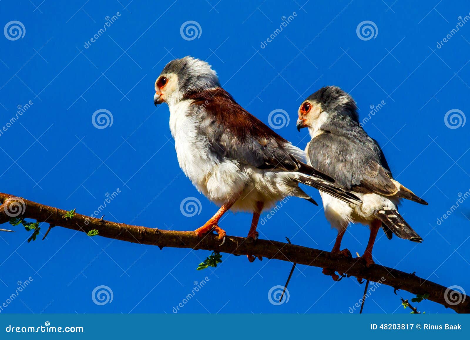 Falcão-pigmeu-africano imagem de stock. Imagem de alerta - 48203817, image size:1600x1157