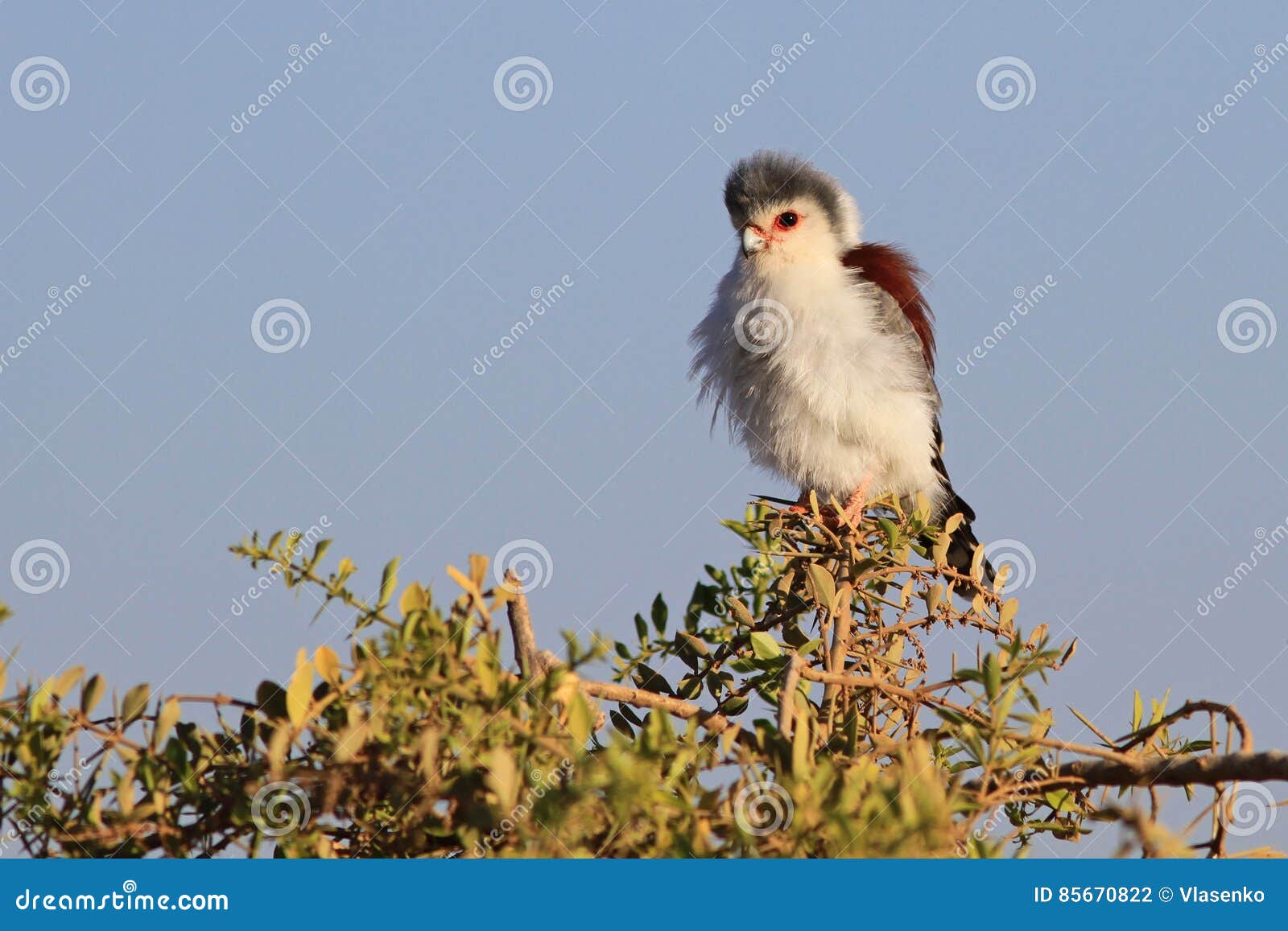 Falcão-pigmeu-africano foto de stock. Imagem de pequeno - 85670822, image size:1600x1157