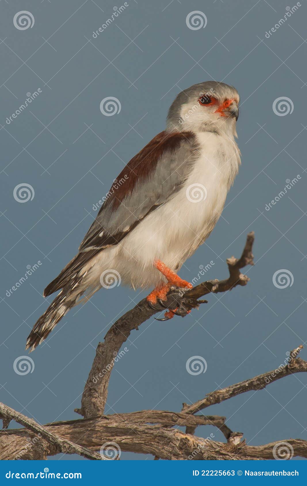 Falcão-pigmeu imagem de stock. Imagem de wildlife, pigmeu - 22225663, image size:1067x1690