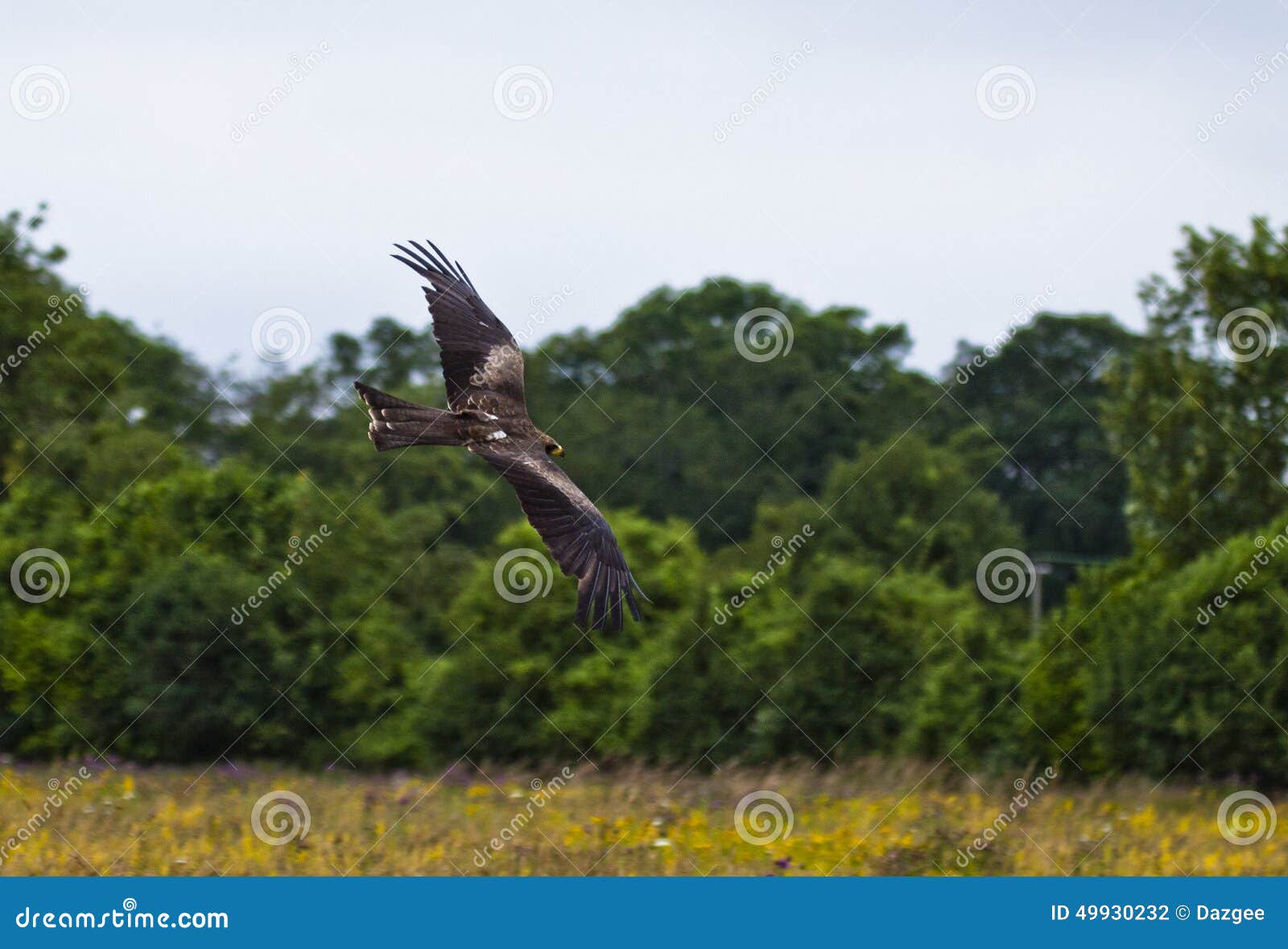 Falco Pellegrino In Volo 2 Fotografia Stock Immagine Di
