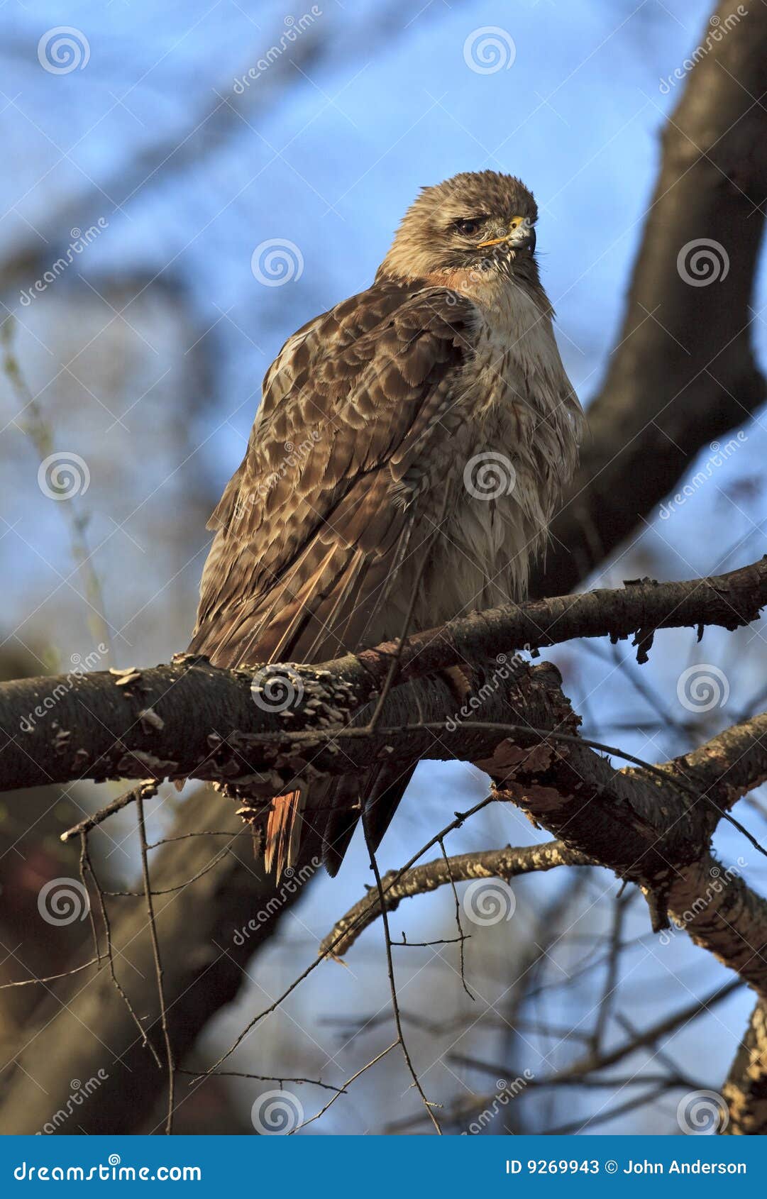 Falco rosso della coda. Falco rosso maschio pallido della coda in Central Park dopo un bagno