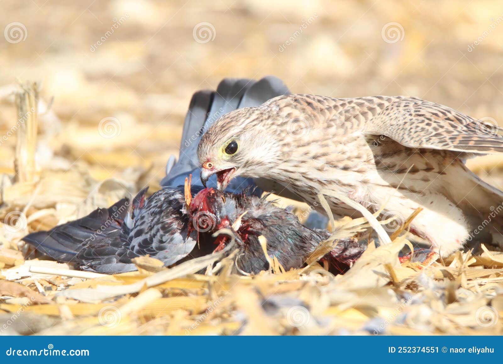A Falcon Eats a Pigeon it Caught in the Field Stock Image - Image of