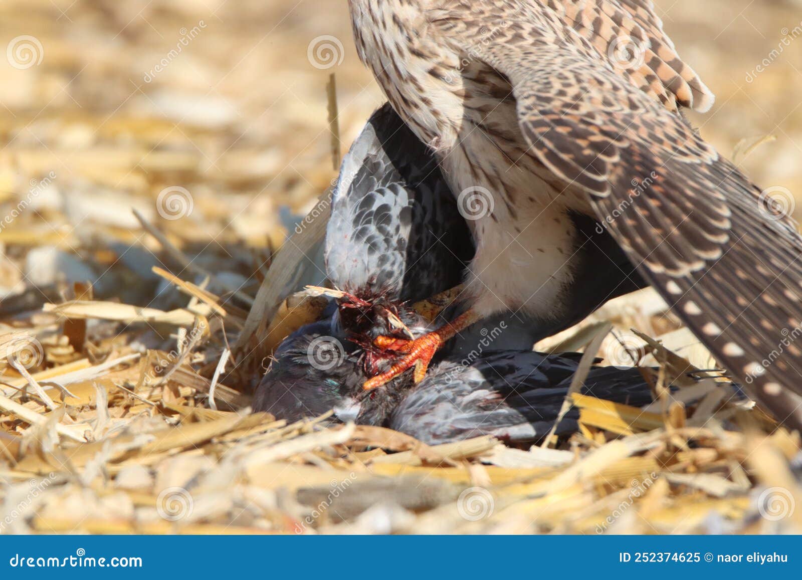 A Falcon Eats a Pigeon it Caught in the Field Stock Image - Image of