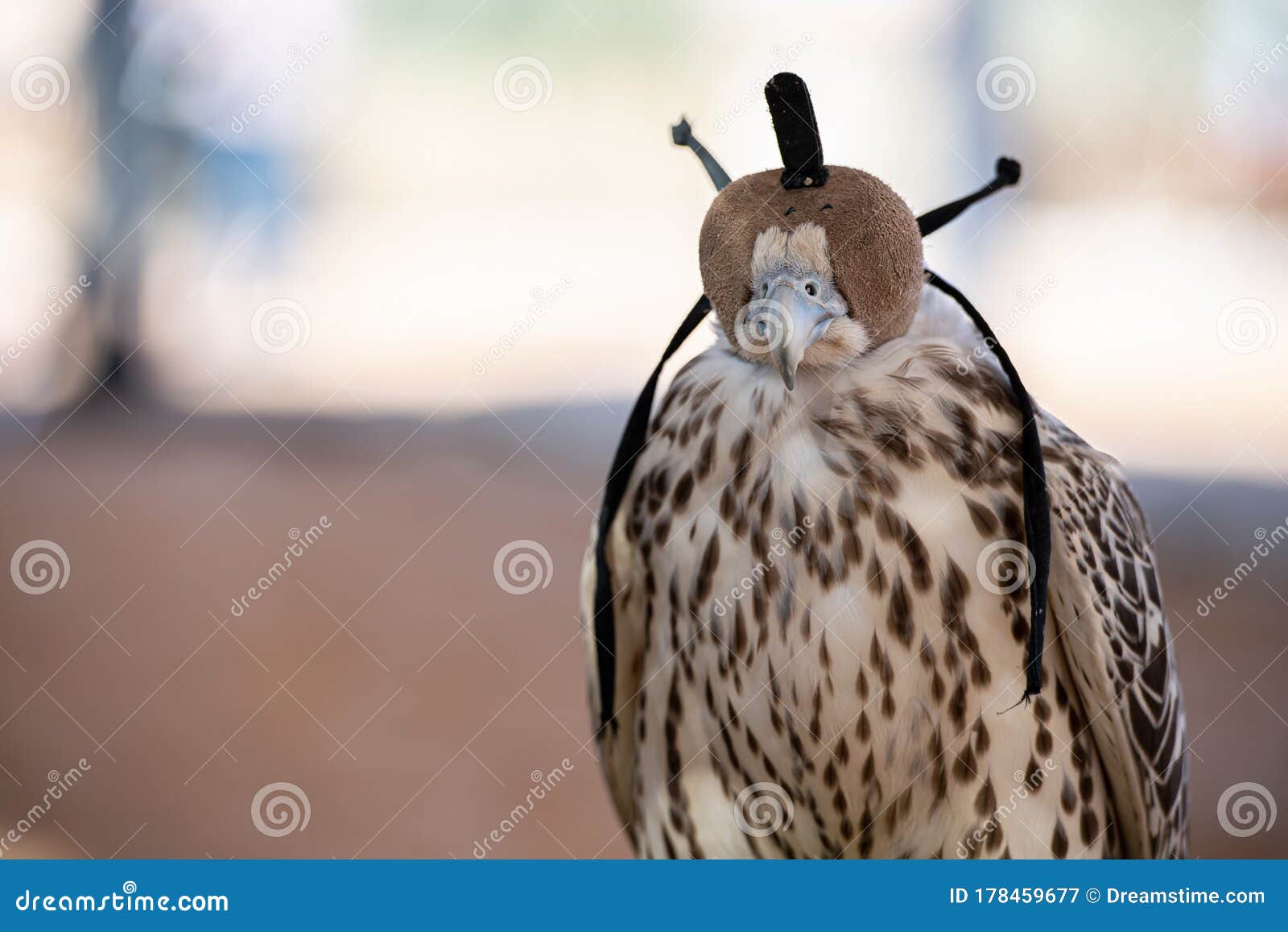 blue falcon definition blue falcon definition