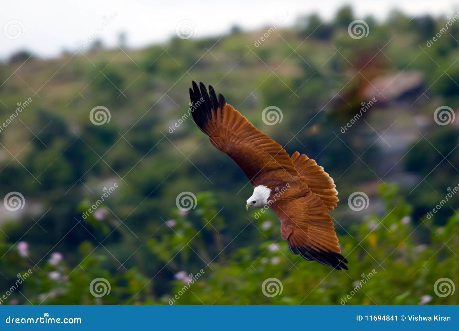 falcon gliding near a hill