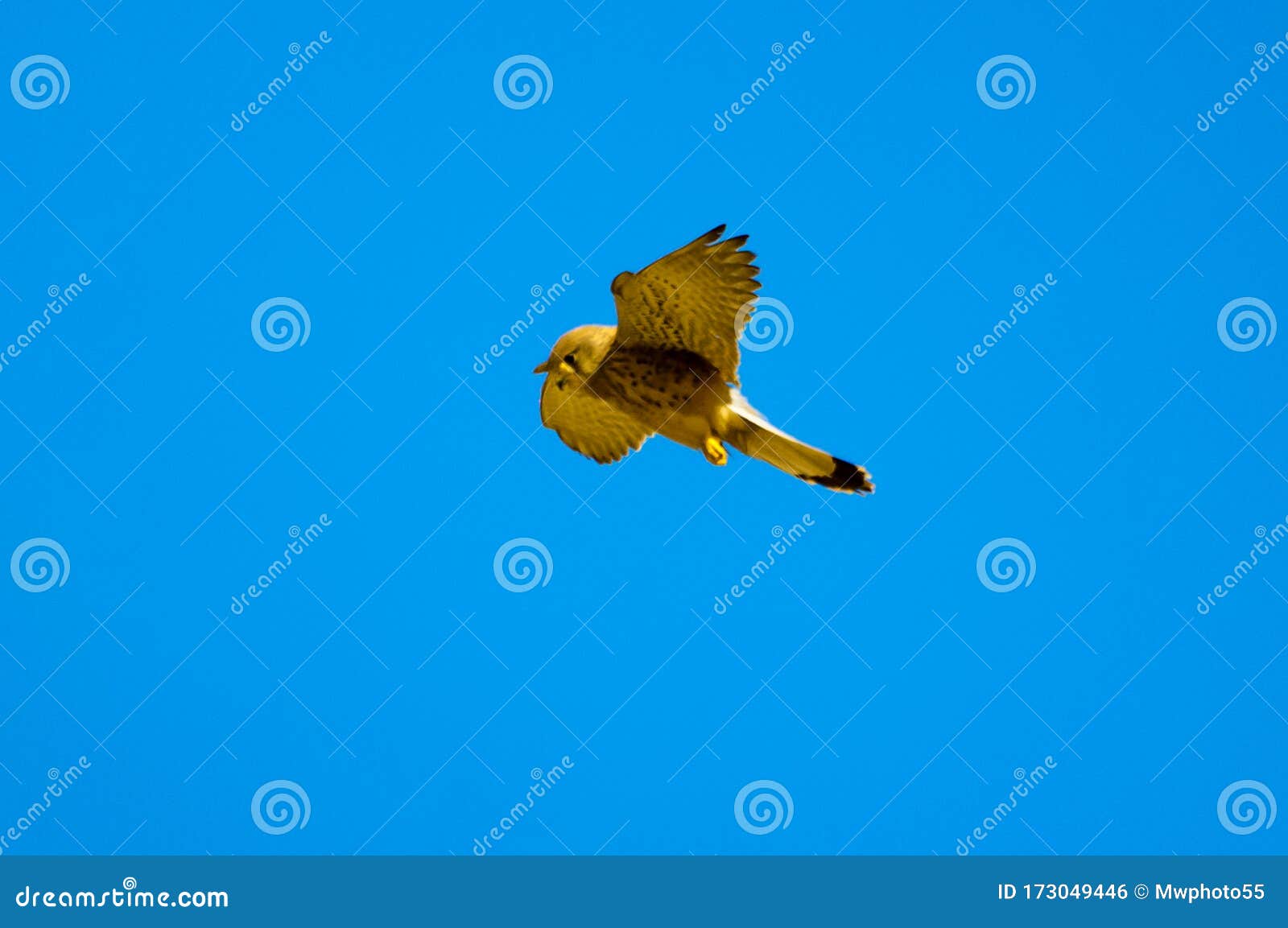 falcon  hunting