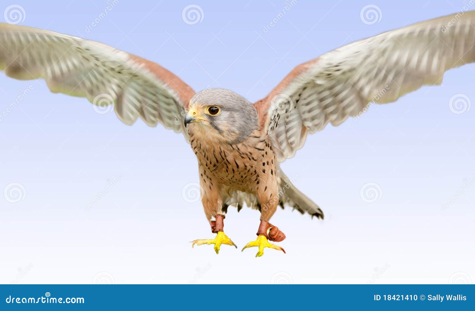 Falcon landing stock photo. Image of peregrine, wings 18421410