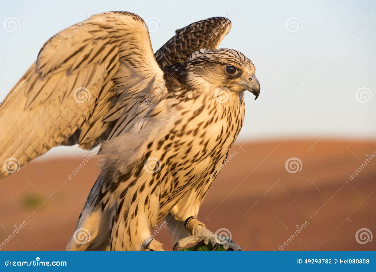 falcon in the desert of abu dhabi, uae, closeup of falcon bird or bird of prey