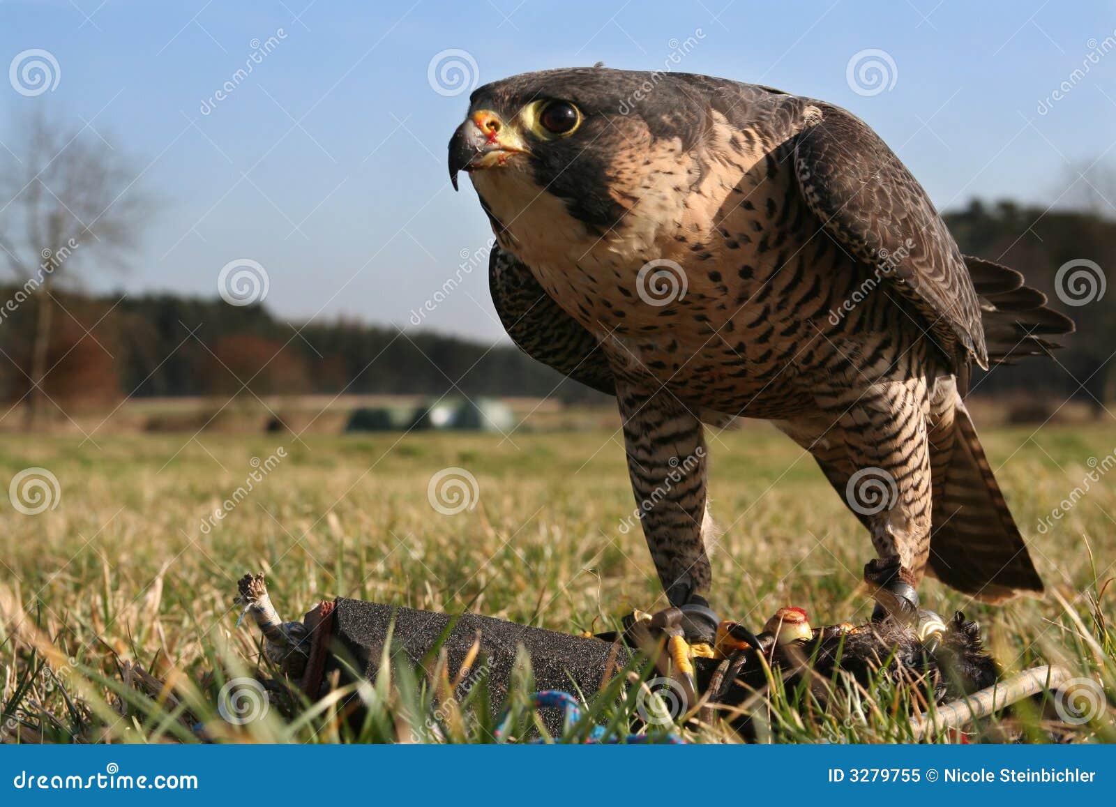 Falcon, Training with a Lure Stock Image - Image of hunting, bait: 3279755