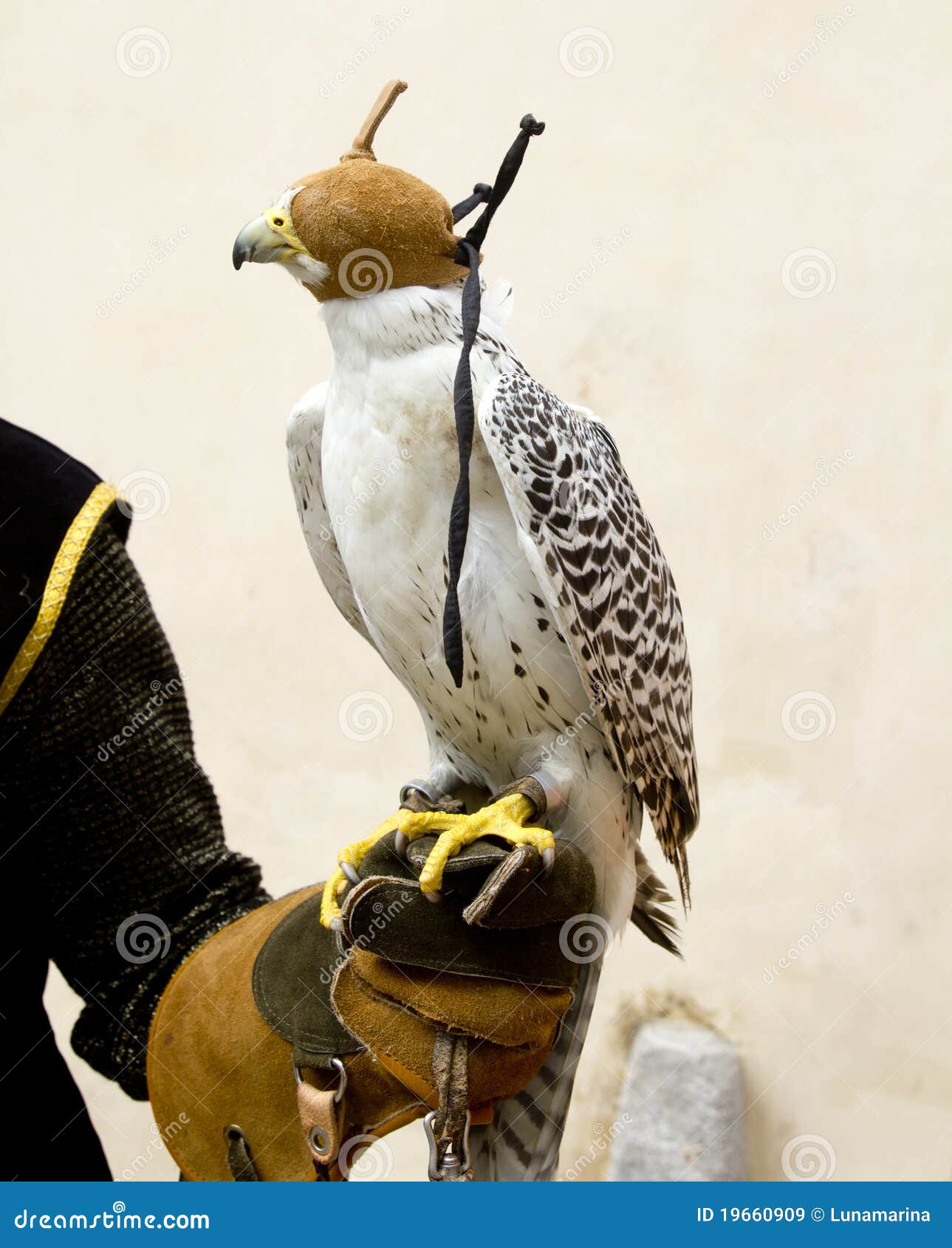 falconry falcon rapacious bird in glove hand