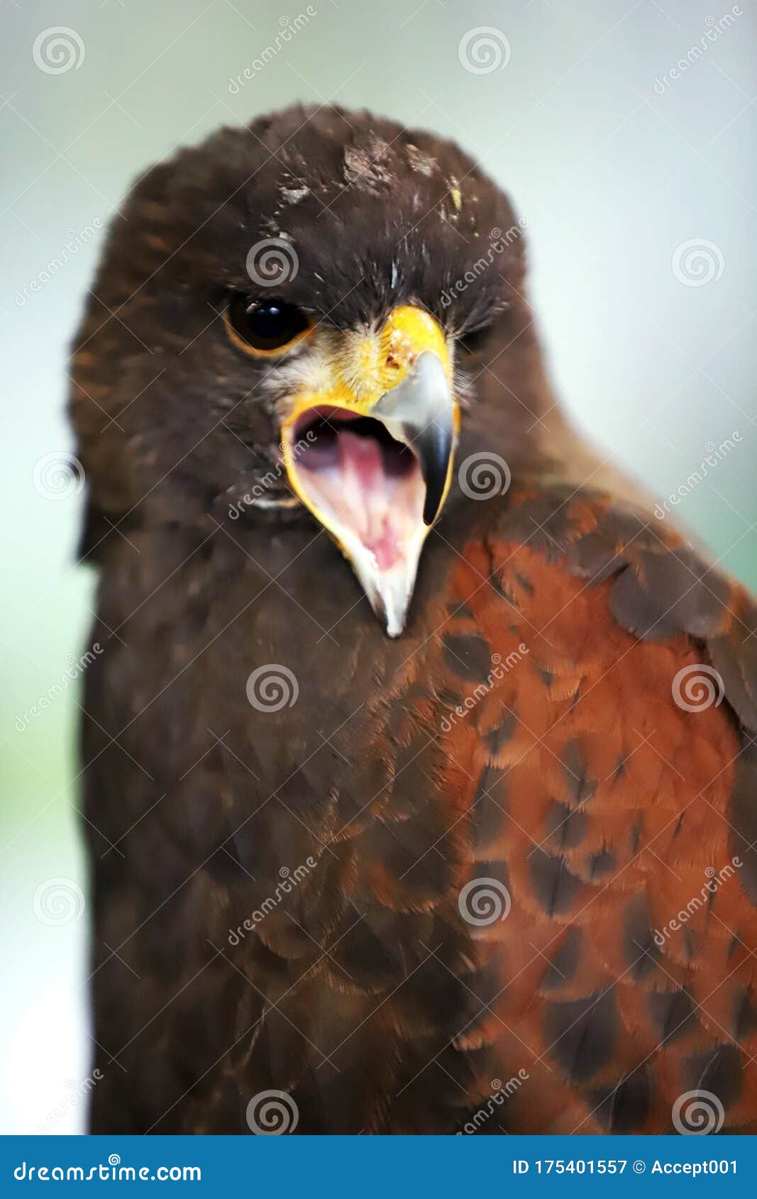 falconry. harris hawk parabuteo unicinctus bird of prey