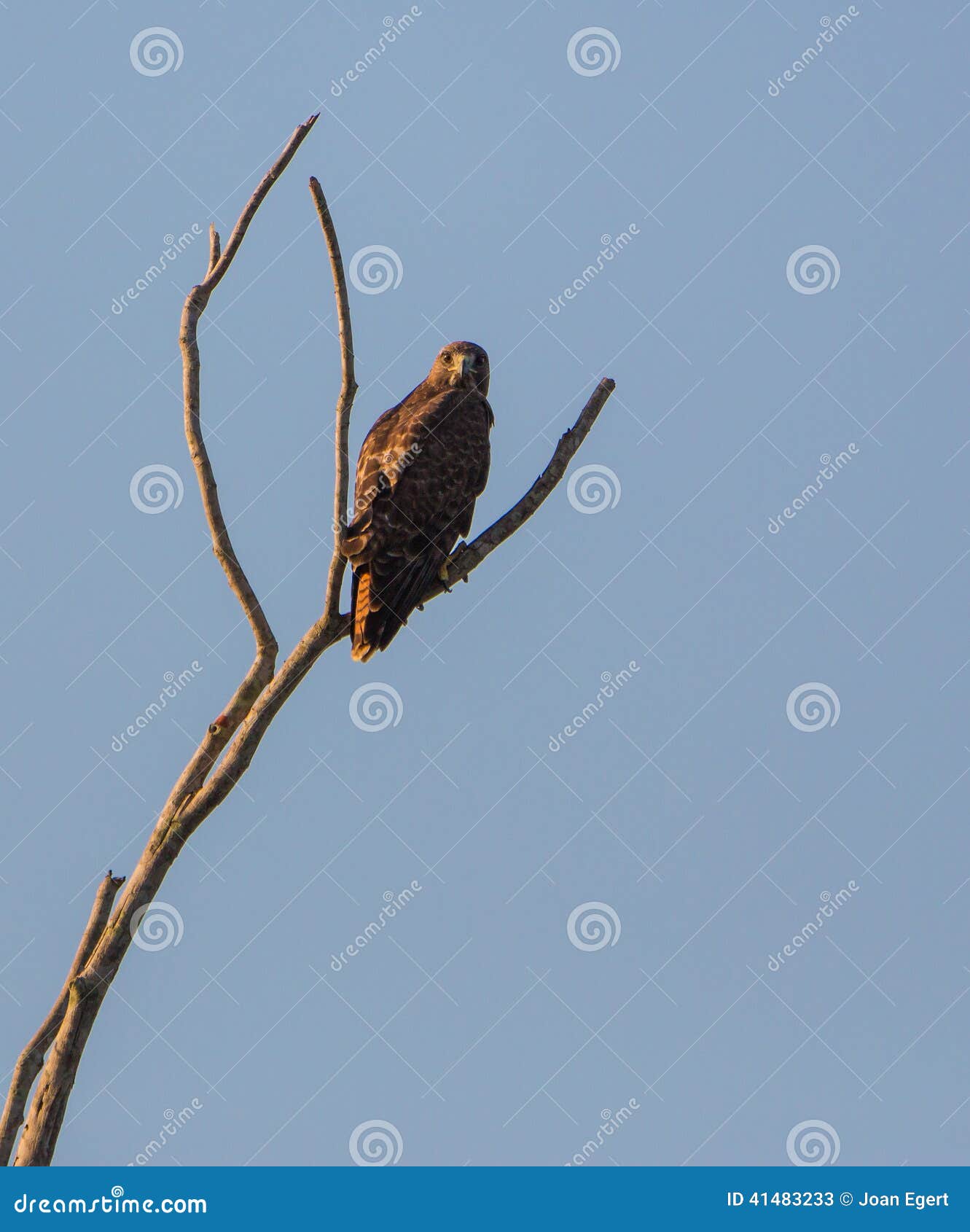 Falcão Largo-voado empoleirado em uma árvore seca. Um falcão Largo-voado (platypterus do Buteo) empoleira-se em uma árvore na ilha de Cuba