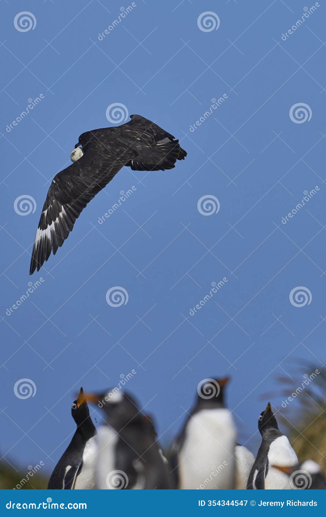 falkland skua stealing egg in the falkland islands