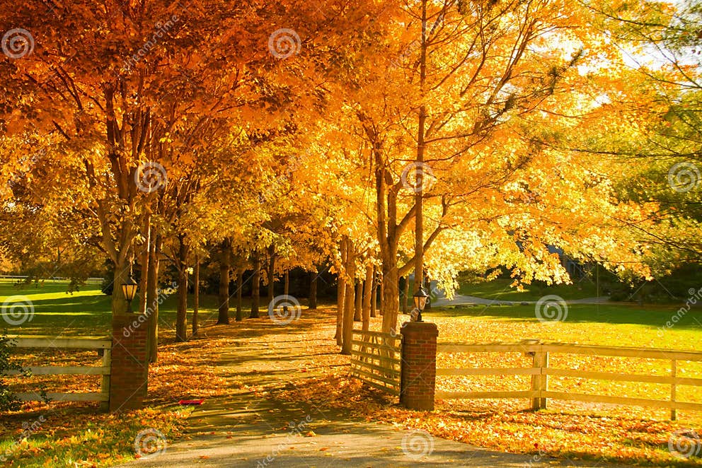 Fall alley stock image. Image of vibrant, gate, ground - 6090925