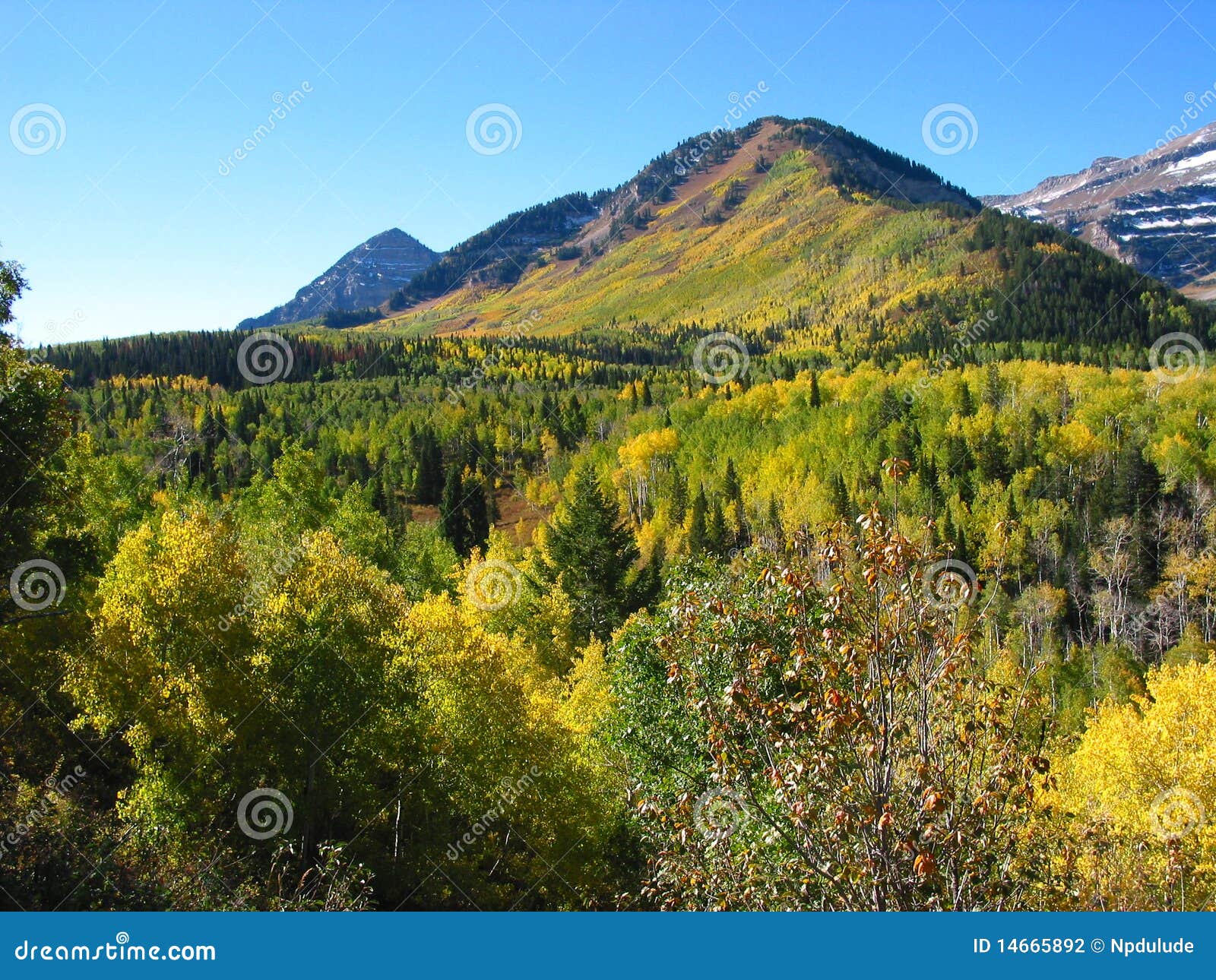 Fall American Fork Canyon Utah Stock Photo Image of fall, green 14665892