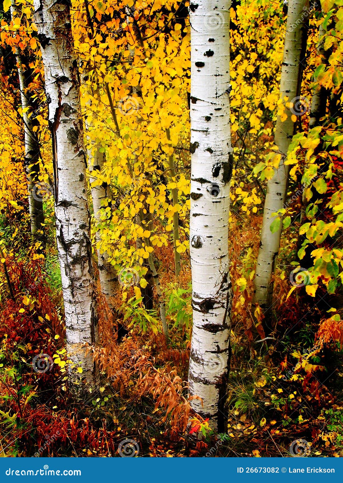 fall aspen birch leaves 26673082