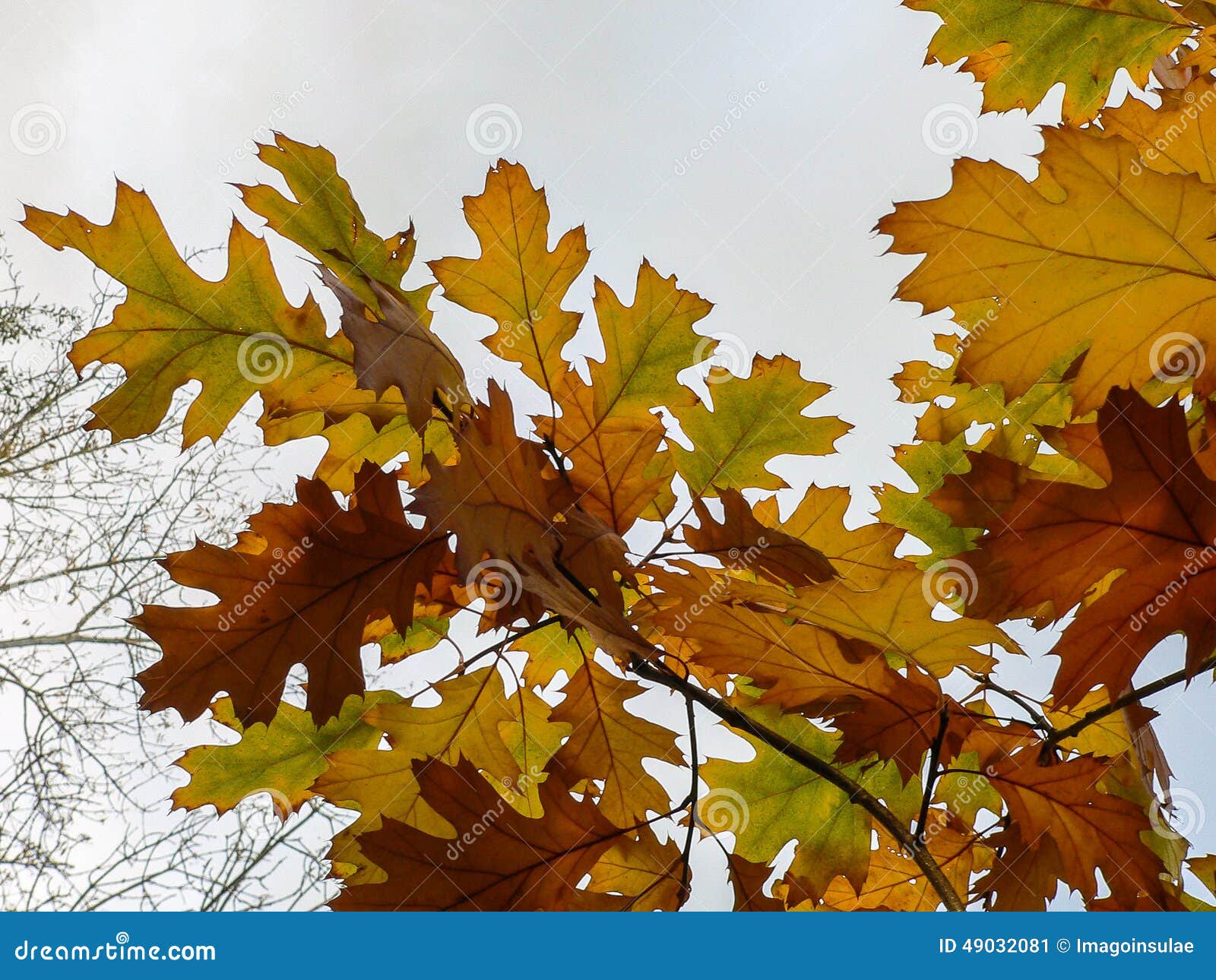 Leaves in the Fall. stock image. Image of backgrounf 49032081