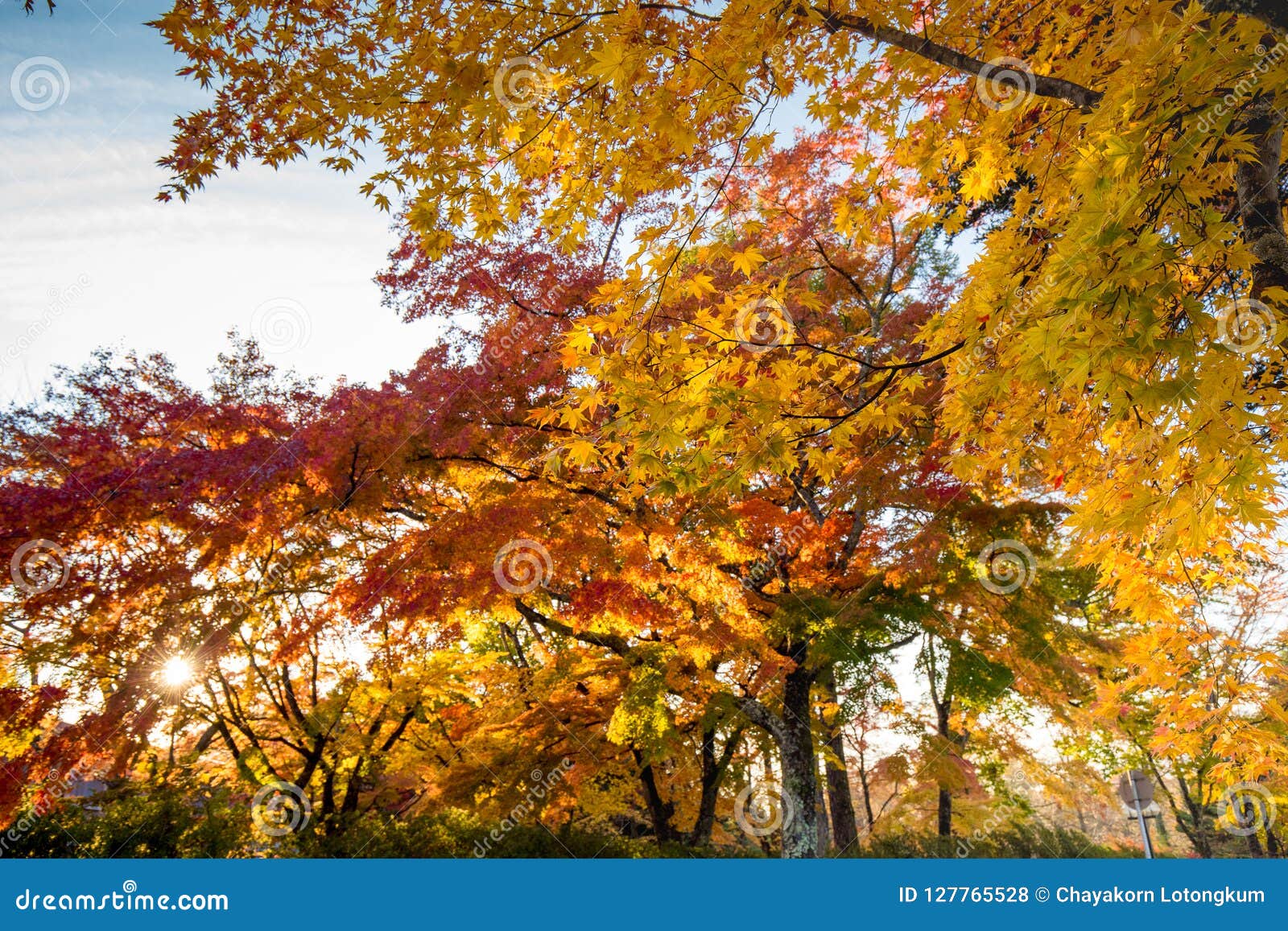 Fall Autumn Leaves on Trees in Japan Stock Photo - Image of leaves ...